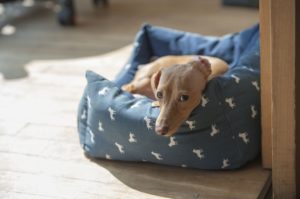 small dog in dog bed