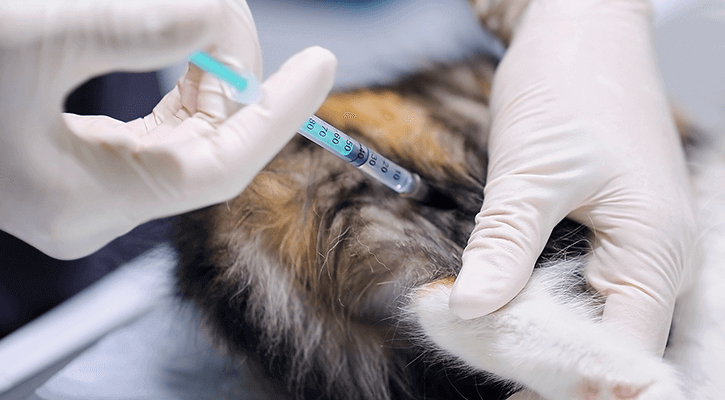 animal getting a vaccine