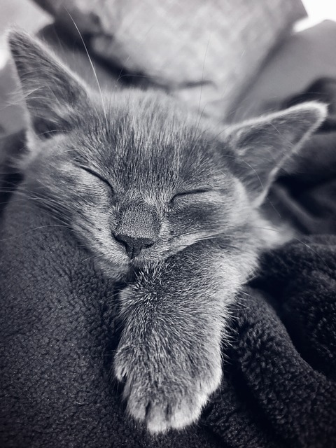 Gray kitty with eyes closed
