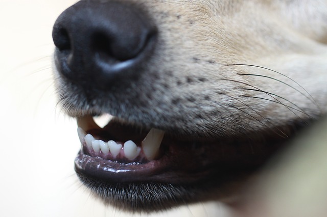 dog smile with clean teeth