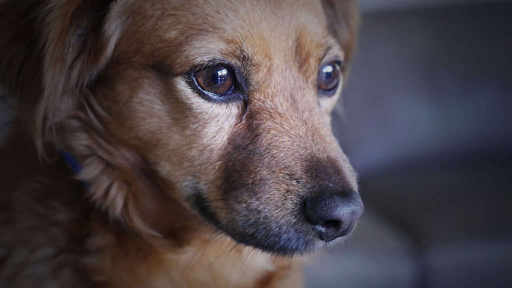 close up of small dog